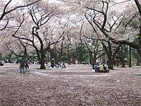 東京都小金井市の街情報